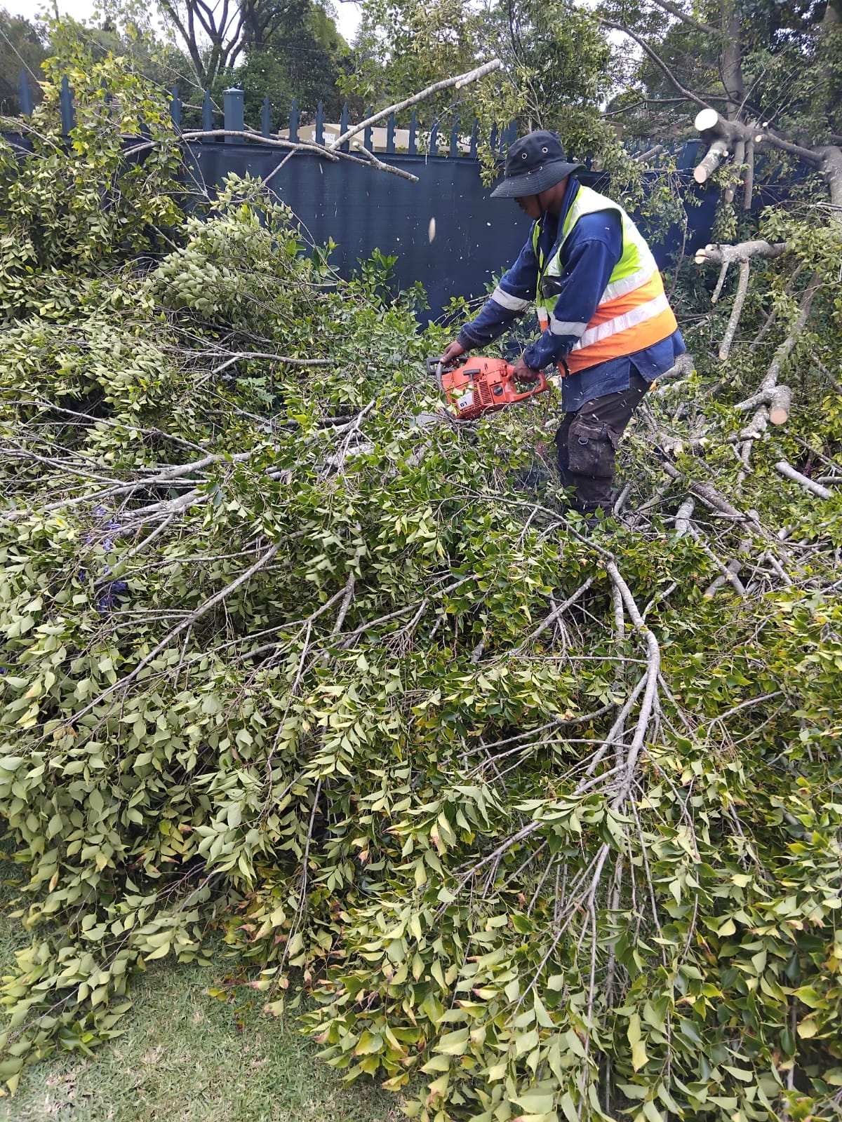 Tree removal KZN - EMS Tree Felling job photo