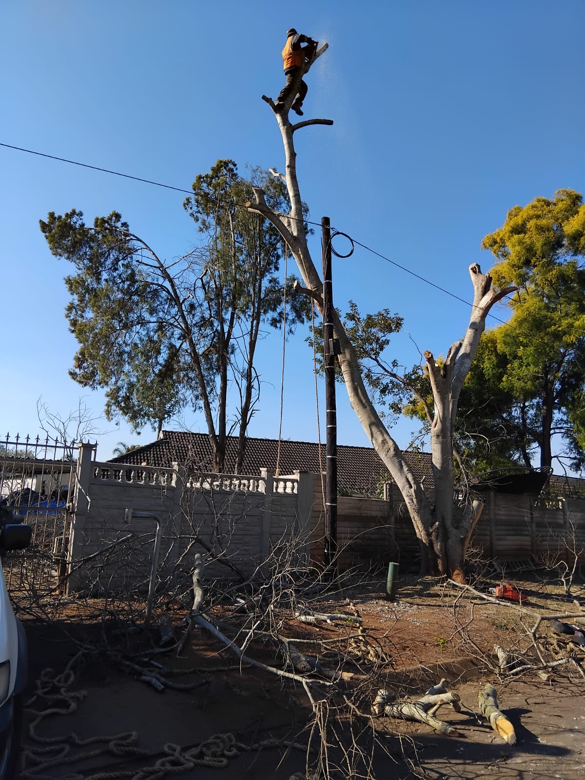 Stump removal KZN - EMS Tree Felling job photo