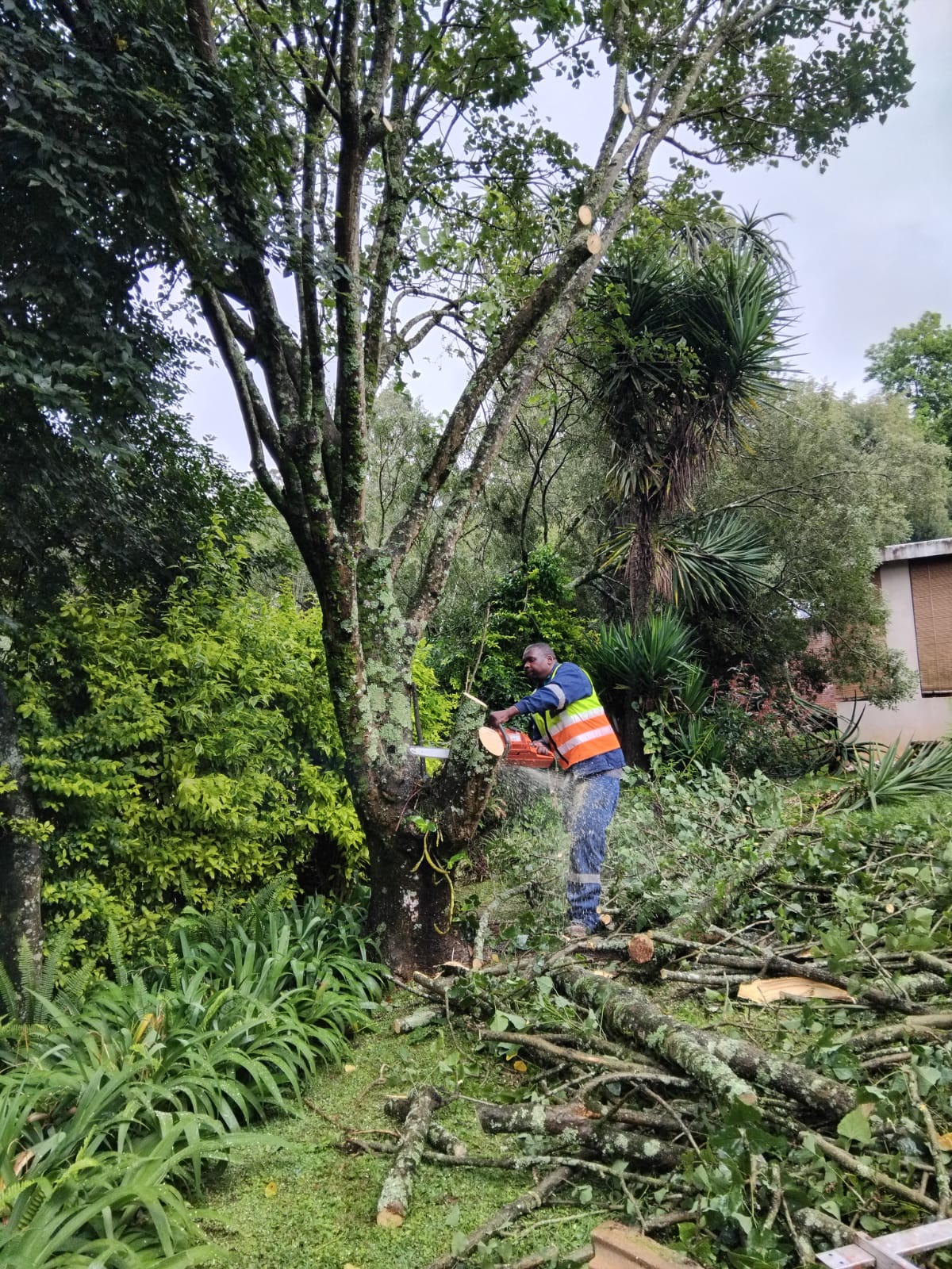 Site clearance KZN - EMS Tree Felling job photo
