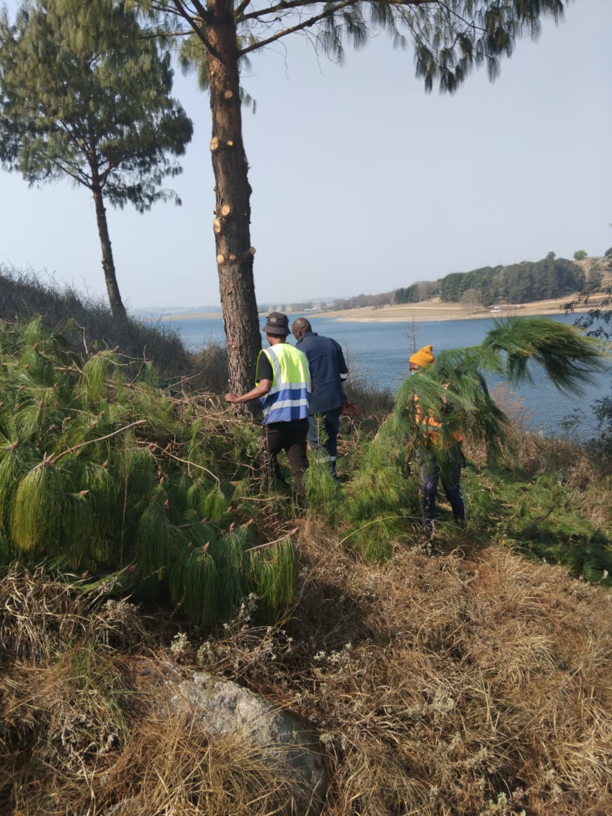 Emergency tree removal KZN - EMS Tree Felling photo